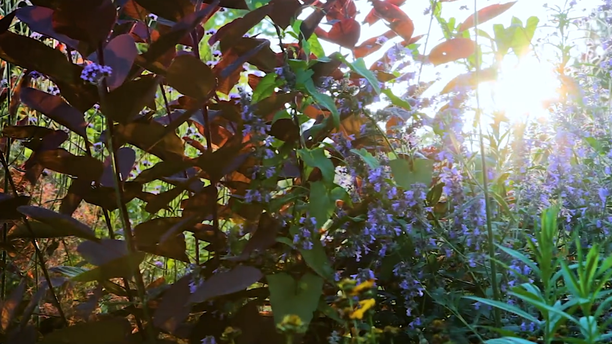 Gros plan sur des fleurs violettes du Parc Floral d'Orléans, à contre-jour