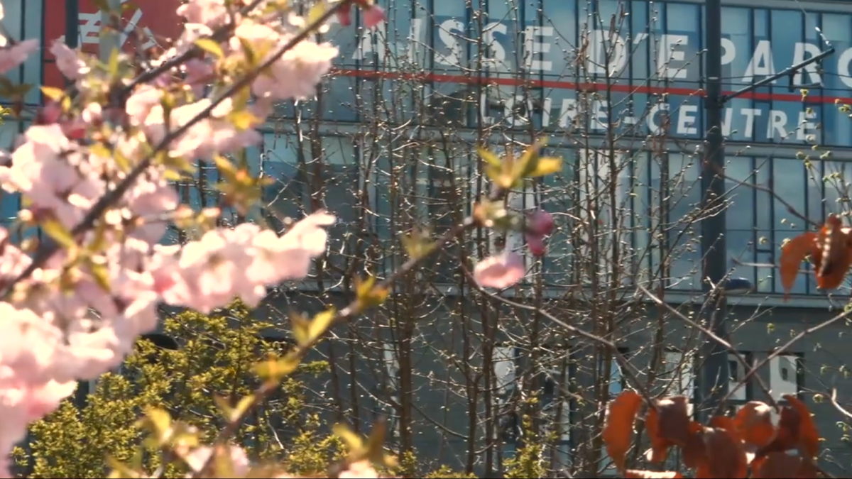 Fleurs de cerisier au premier plan devant le bâtiment Caisse d'Épargne Loire-Centre